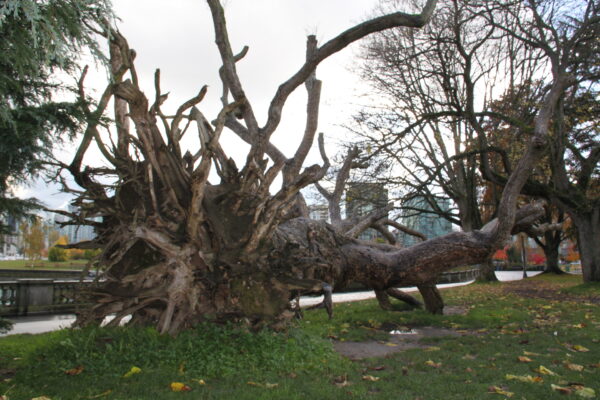 Felled tree at Stanley Park.
