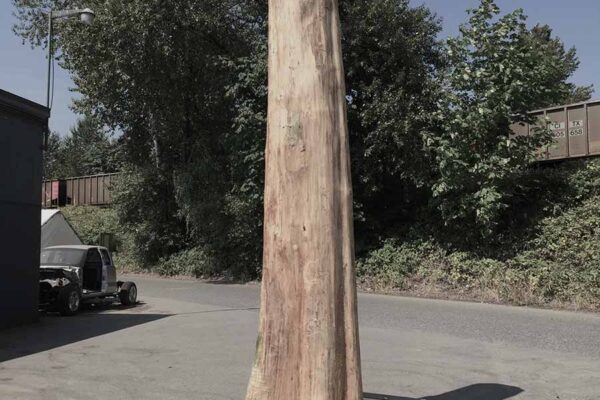 tall tree trunk upright on a palette
